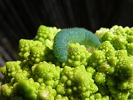 卡特彼勒,西蘭花,蠕蟲(chóng)