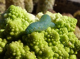 卡特彼勒,西蘭花,蠕蟲(chóng)