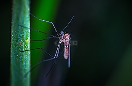 昆蟲,性質(zhì),動物