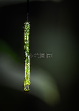 性質(zhì),工作表,bespozvonochnoe