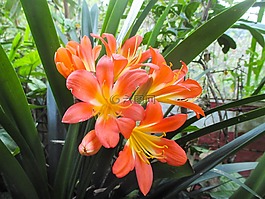 花,花園,橙色
