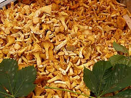 真正 chanterelles,蘑菇,蛋海綿