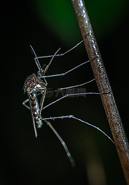 昆蟲,bespozvonochnoe,性質(zhì)