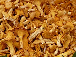 真正 chanterelles,蘑菇,蛋海綿