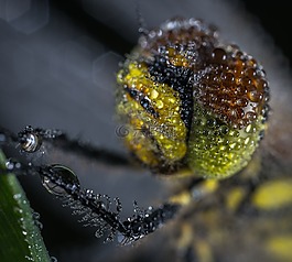 bespozvonochnoe,昆蟲(chóng),性質(zhì)