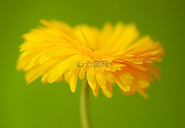 花,開花,廠