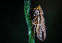 昆蟲,bespozvonochnoe,沒有一個人