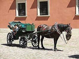 出租車(chē),這匹馬,夏天
