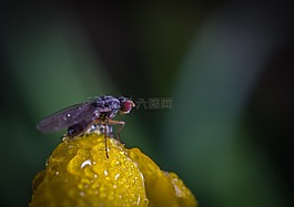 昆蟲,性質(zhì),沒有一個人
