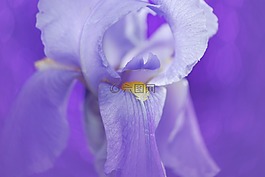 虹膜,花,蓝色