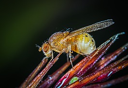 昆蟲,bespozvonochnoe,動(dòng)物