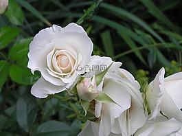 玫瑰,三文魚色,花園