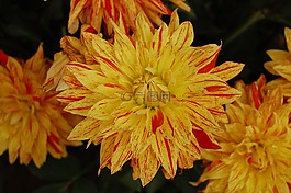 開花,黃色,花