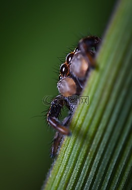 昆蟲,bespozvonochnoe,性質(zhì)