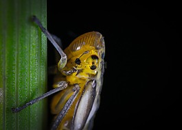 昆蟲,bespozvonochnoe,生活的本質(zhì)