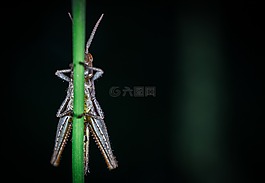 昆蟲,性質(zhì),沒有一個人