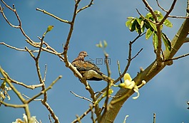 埃及,樹,鳥