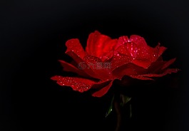 玫瑰,紅色,開(kāi)花