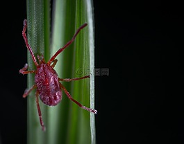 bespozvonochnoe,没有一个人,性质