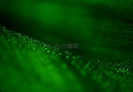 葉子,綠色,皮影戲