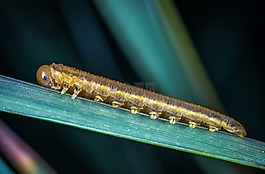昆蟲,生活的本質(zhì),性質(zhì)