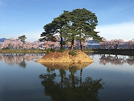 櫻桃,日本,池塘