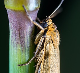 性質(zhì),昆蟲,生活的本質(zhì)