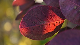 葉子,紫,秋季