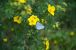 鮮花,昆蟲,蝴蝶