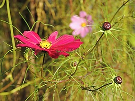 花,紅色,開花