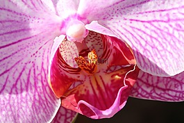 廠,花,性質(zhì)