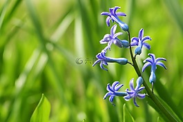 风信子,花园,紫色的小花