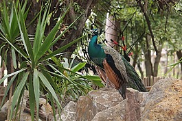 孔雀,動物,鳥