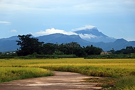 路,稻田,山