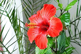 花,槿,紅
