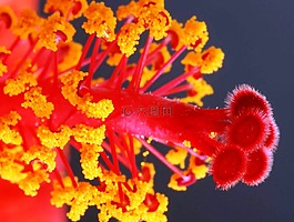 花,槿,雌蕊