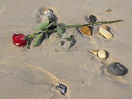 紅玫瑰,海灘,沙