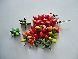 melinjo,熱帶,亞洲