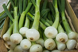 洋葱,年轻的洋葱,蔬菜