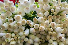洋蔥,年輕的洋蔥,蔬菜