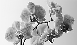 鮮花,蘭花,紫