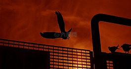 日落,鳥,自然