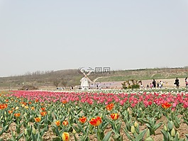 花海,郁金香,风车