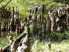 性質(zhì),水,湖