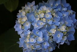花,藍色,繡球