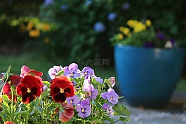 花,三色堇,紫羅蘭色