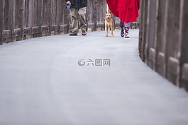 狗,動物,寵物