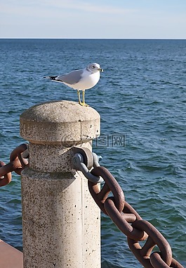 海鷗,海濱,鳥