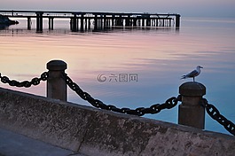 海濱,碼頭,海鷗