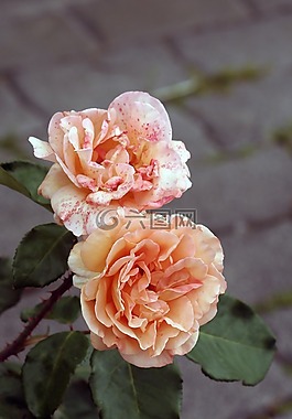 玫瑰,花,性質(zhì)